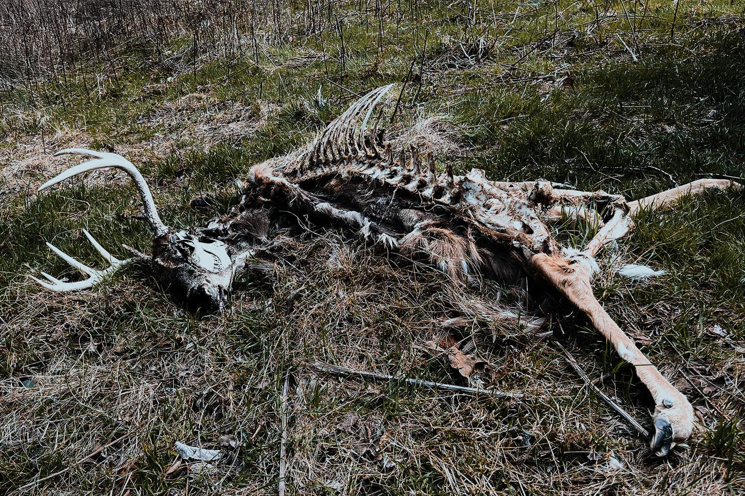whitetail deer skeleton