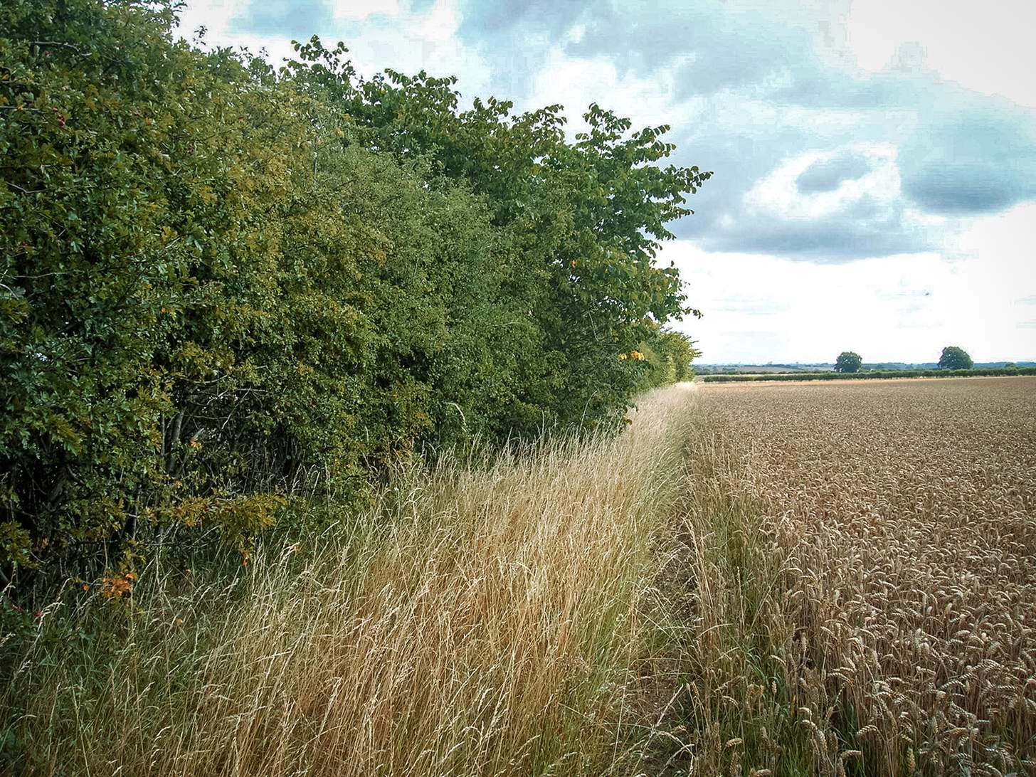 deer hunting funnels hedgerow