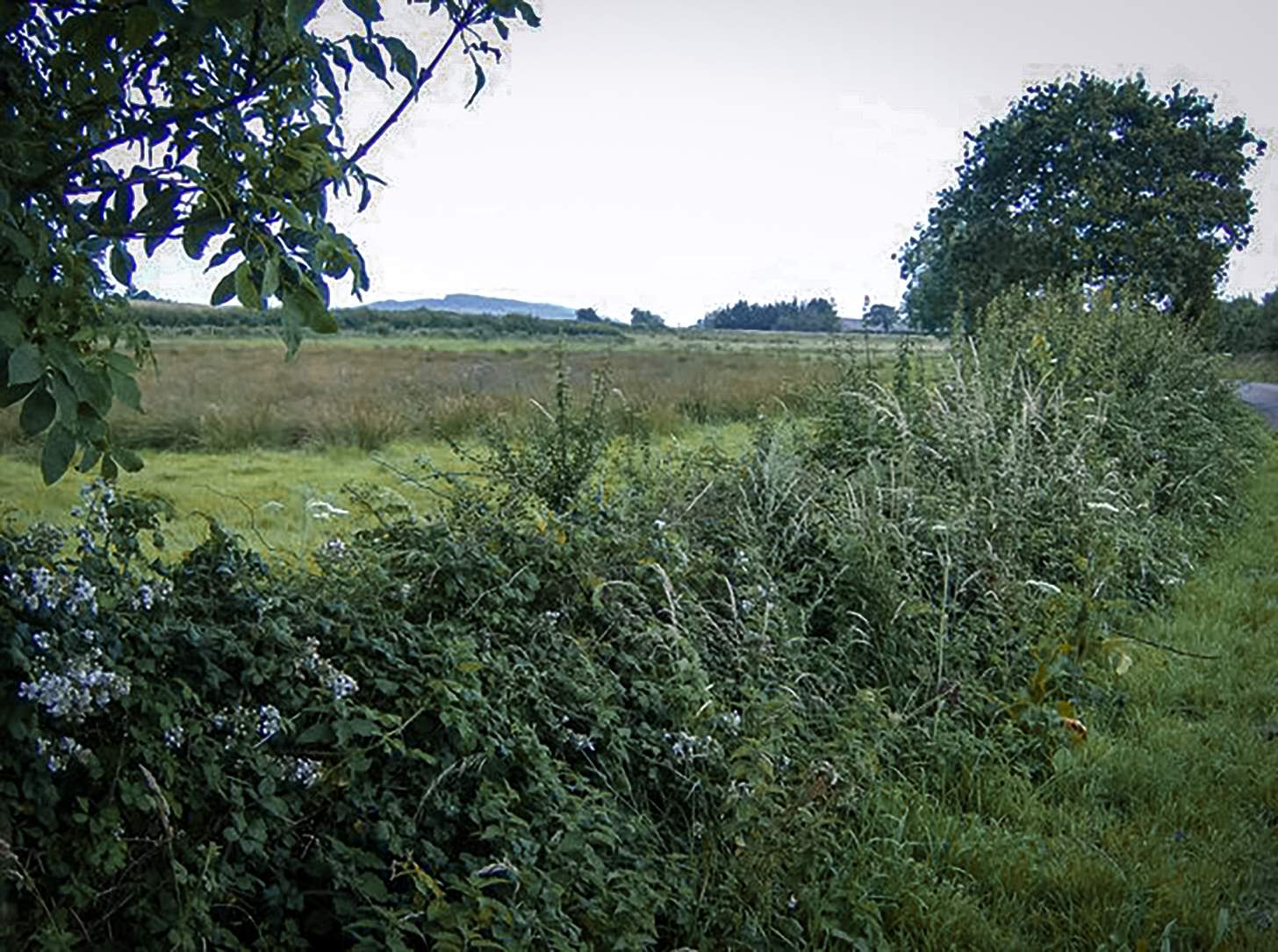 deer hunting funnels hedgerow