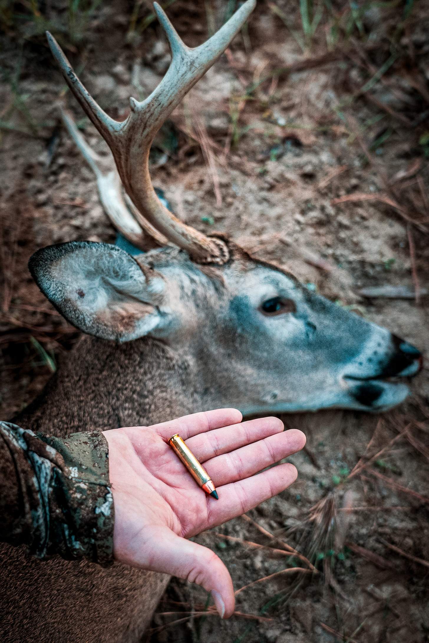 350 legend cartridge with a dead whitetail buck