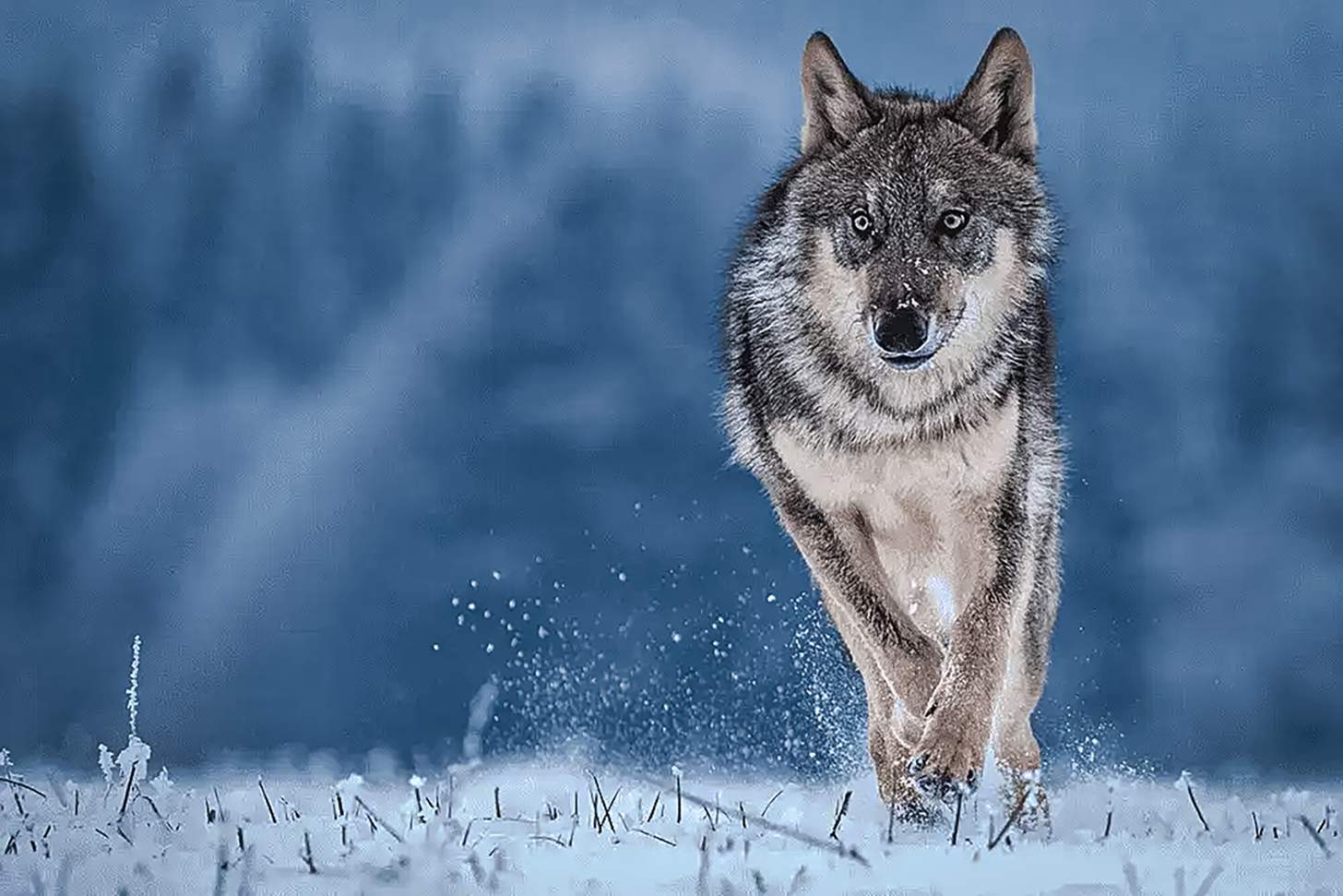 QUIZ: Are You An Alpha Male Or A Beta? 