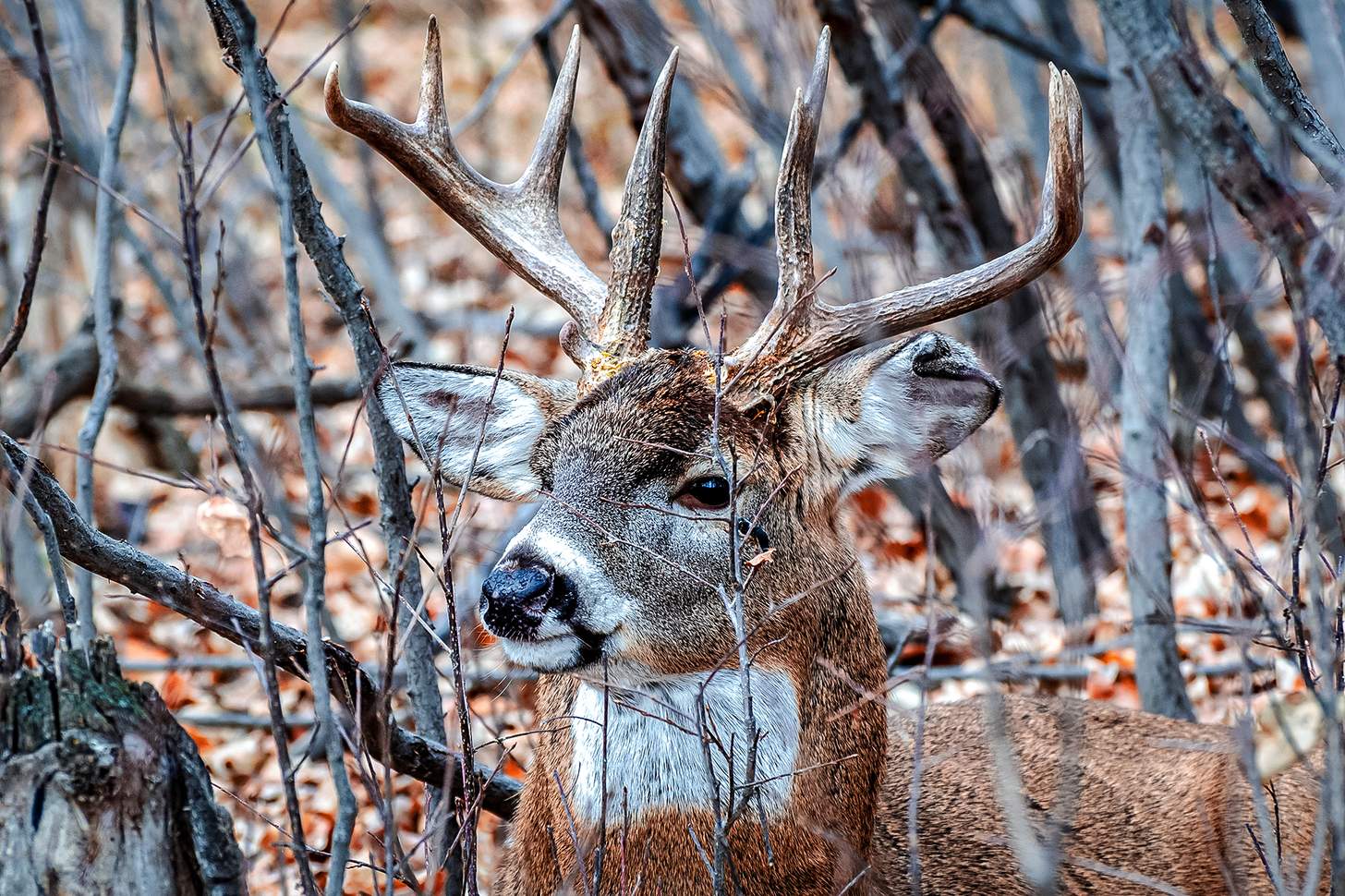 a nice white tail buck in a thicket