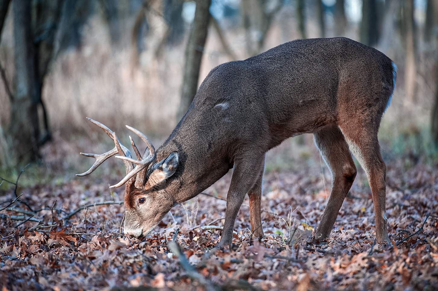 a whitetail buck eating