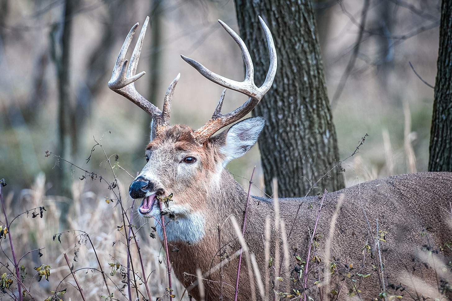 a whitetail deer munching
