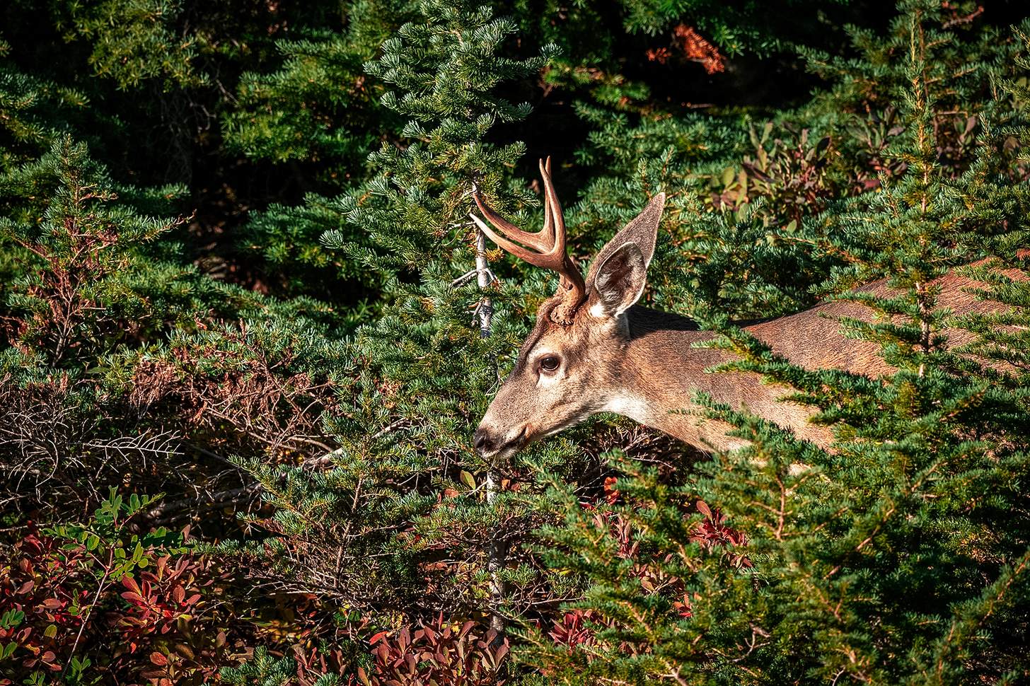 a whitetail buck in some pines