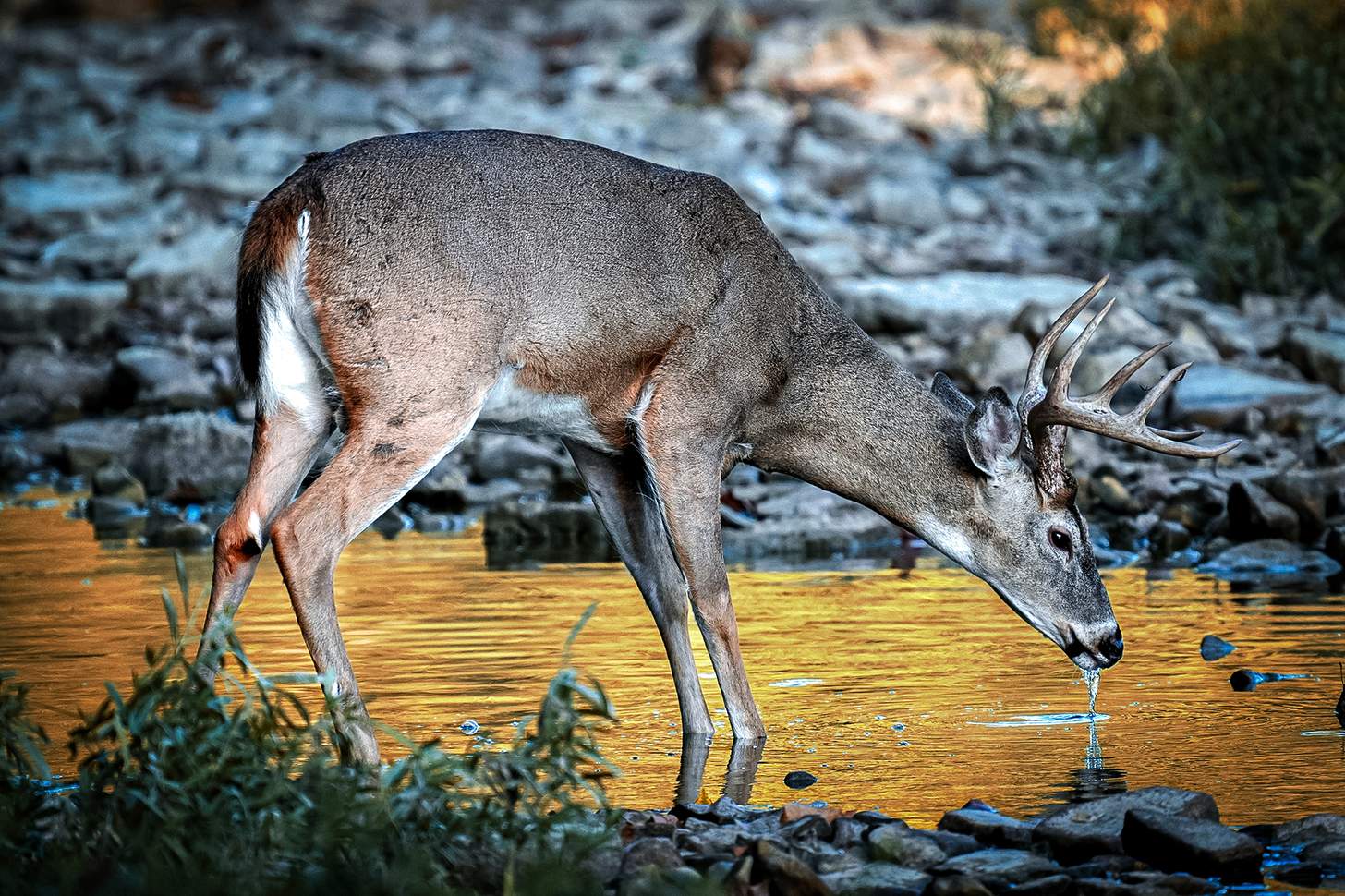 5 Whitetail Deer Hunting Funnels Nobody Talks About