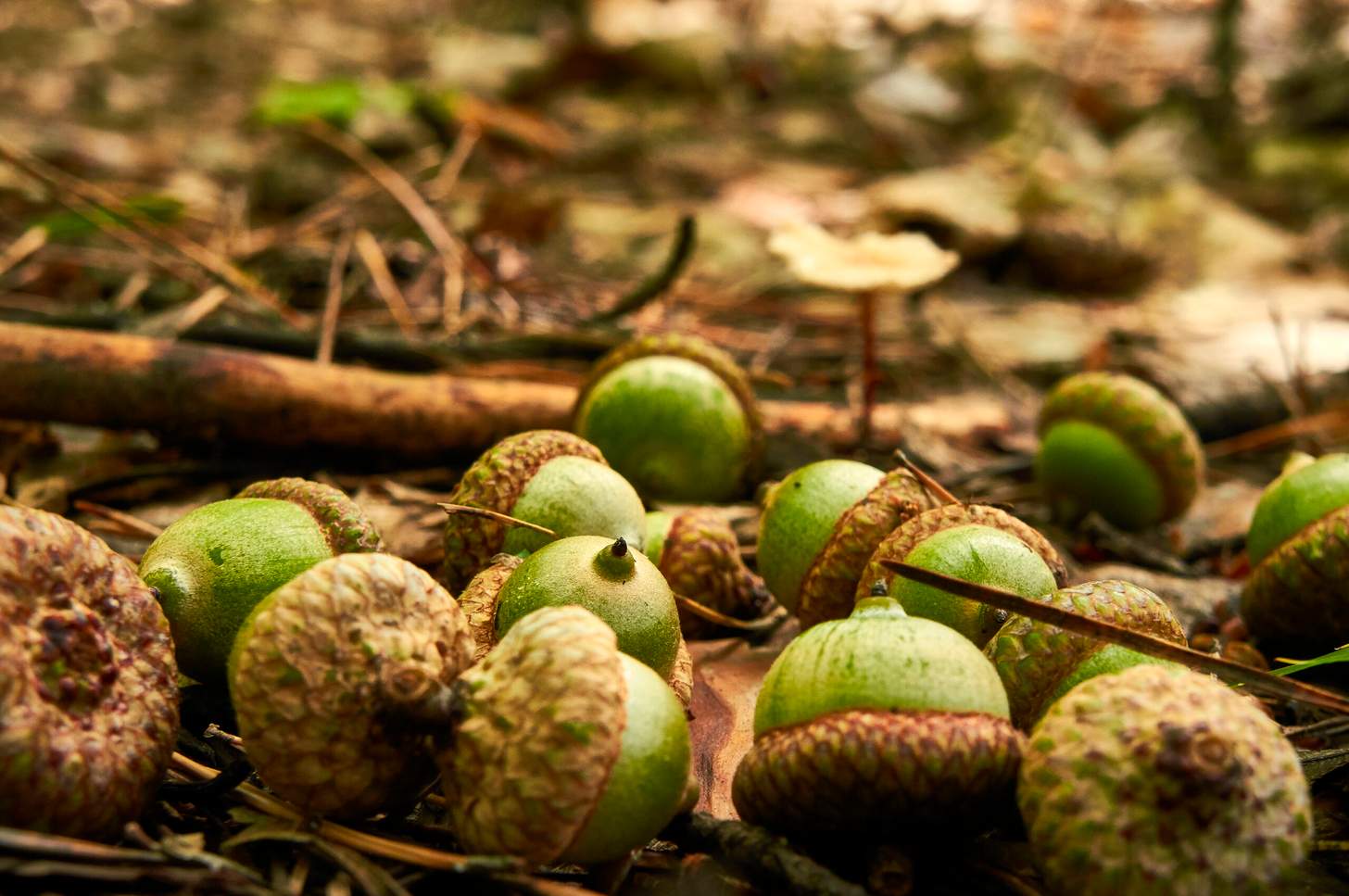 early acorns are one of several  early-season food sources for deer