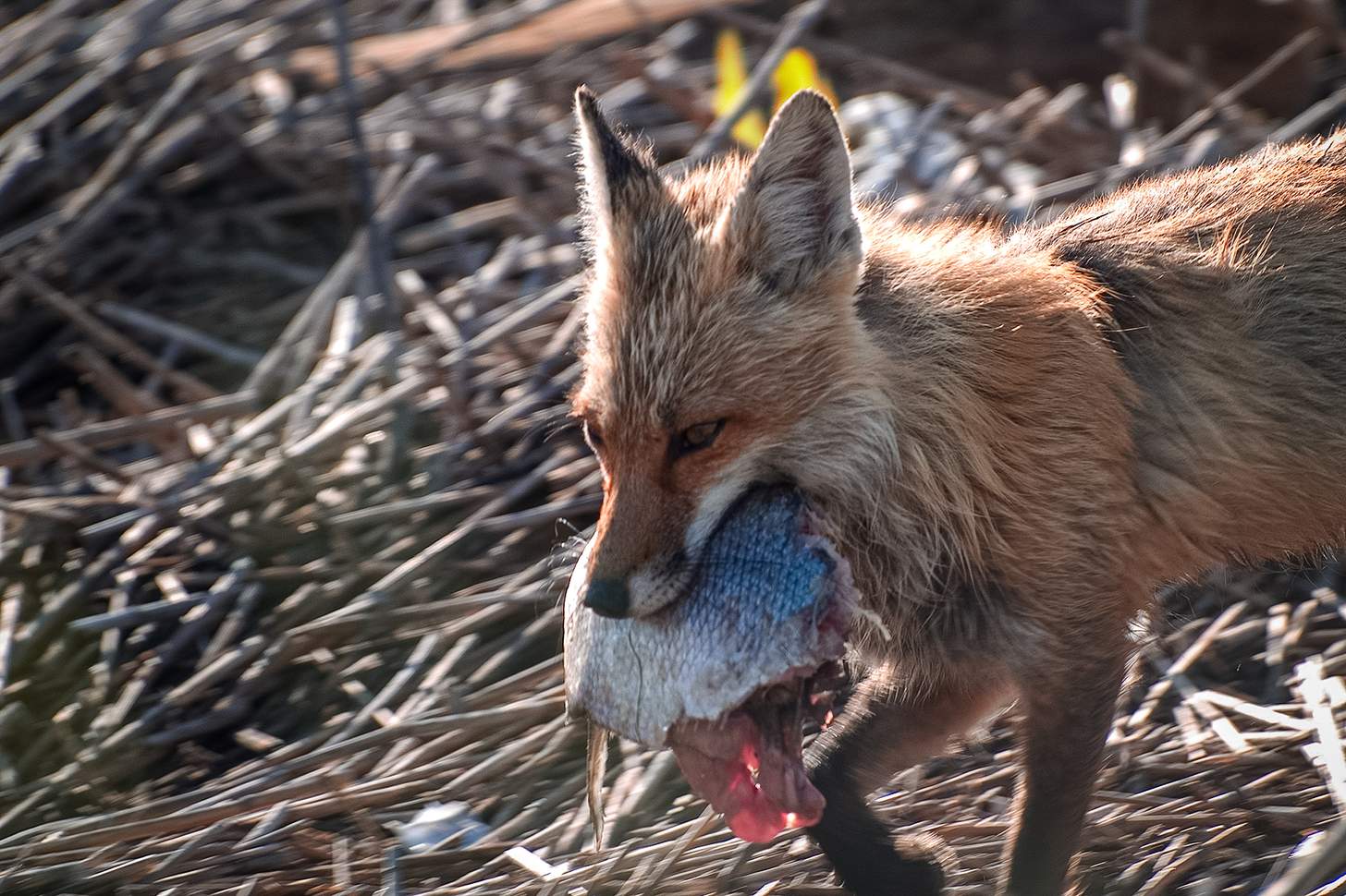a fox with a poult in its mouth
