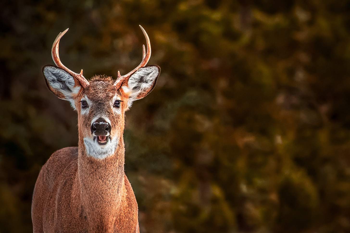 Scent Control: 5 Ways to Fool a Buck’s Nose During Sweat Season