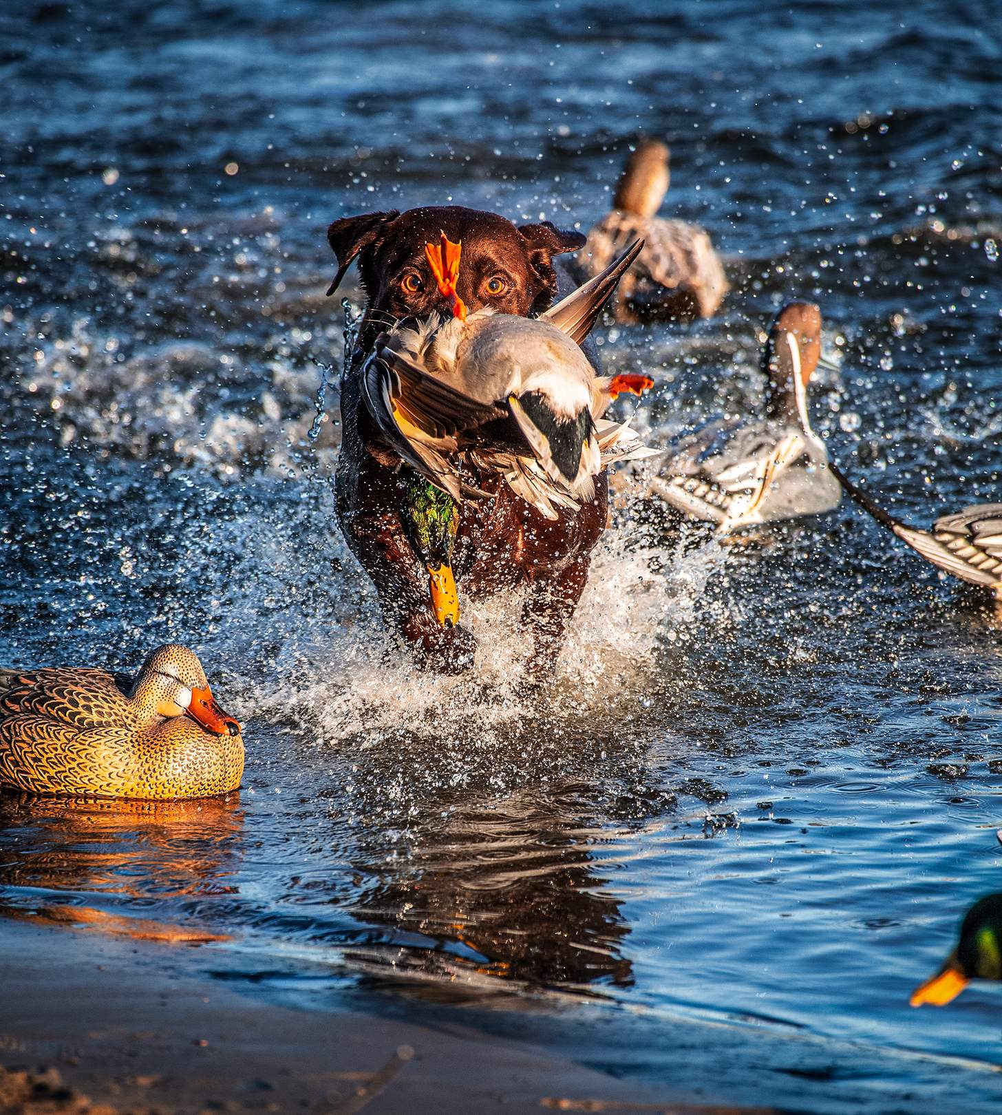 bird dog with a mallard