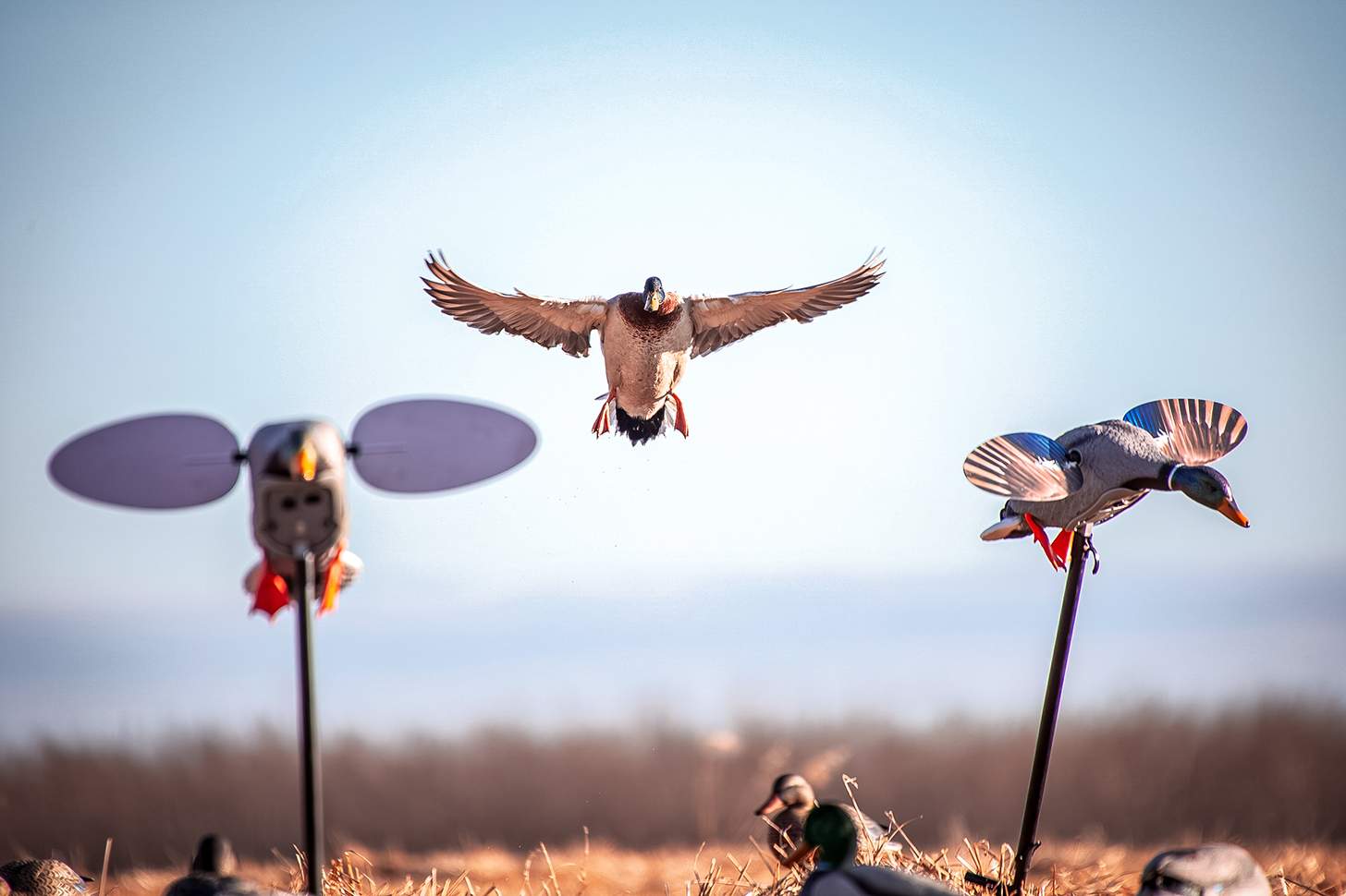 ducks coming in low to the dekes