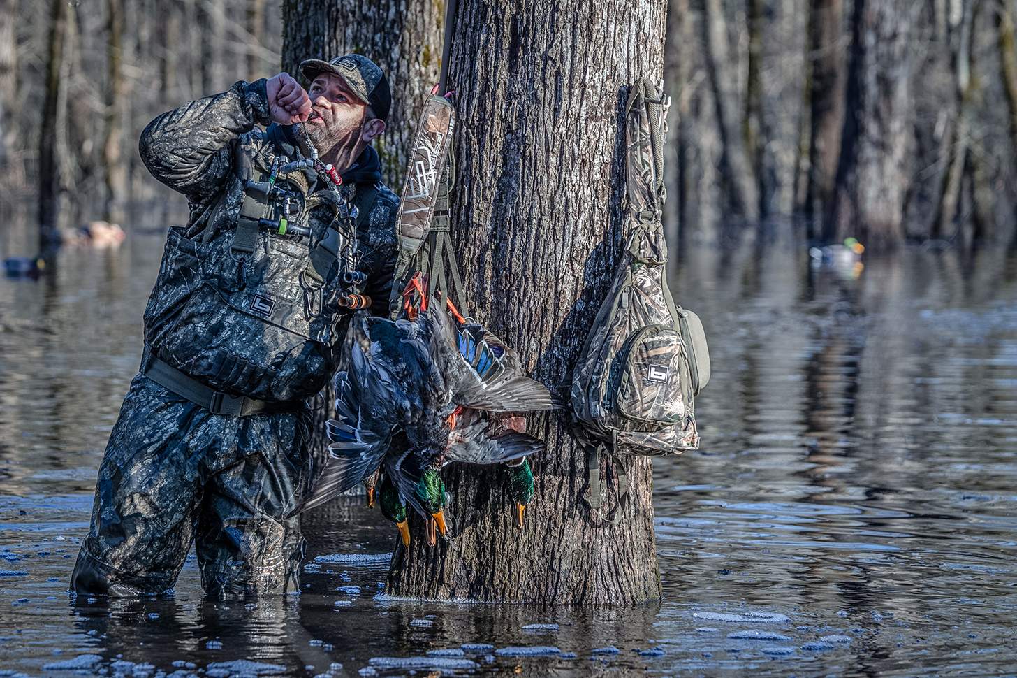 Chad Belding hunting mallards in flooded timber