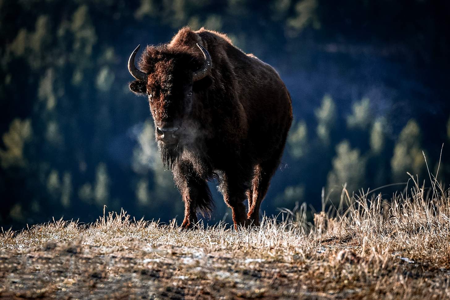lone bison