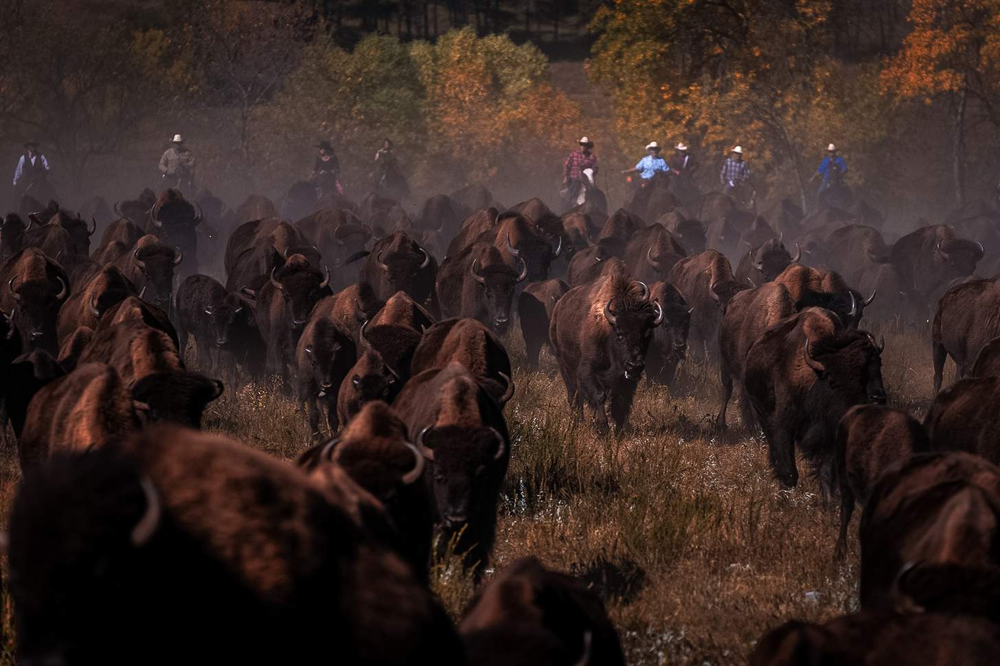 South Dakota Buffalo Roundup