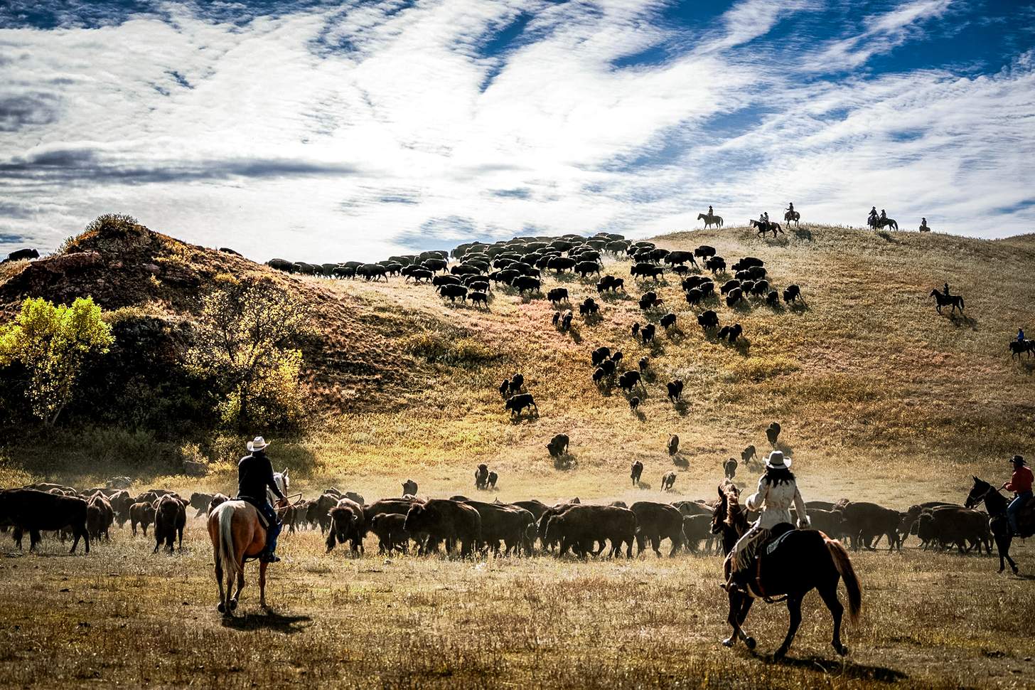 cowboys and cowgirls wrangling bison