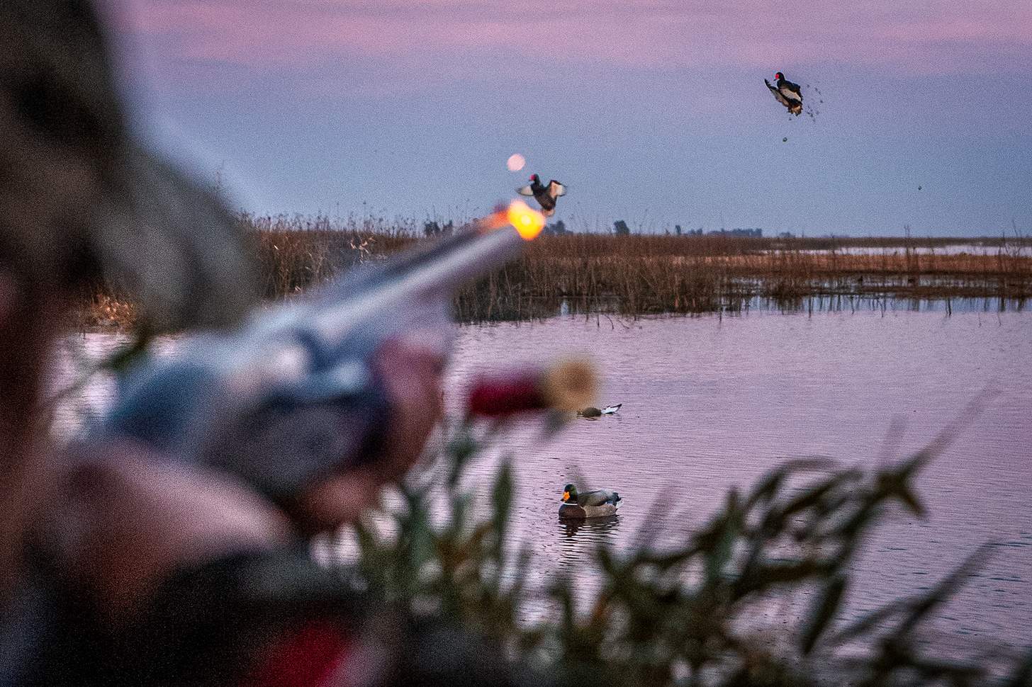 chad belding blasting a duck out of th sky