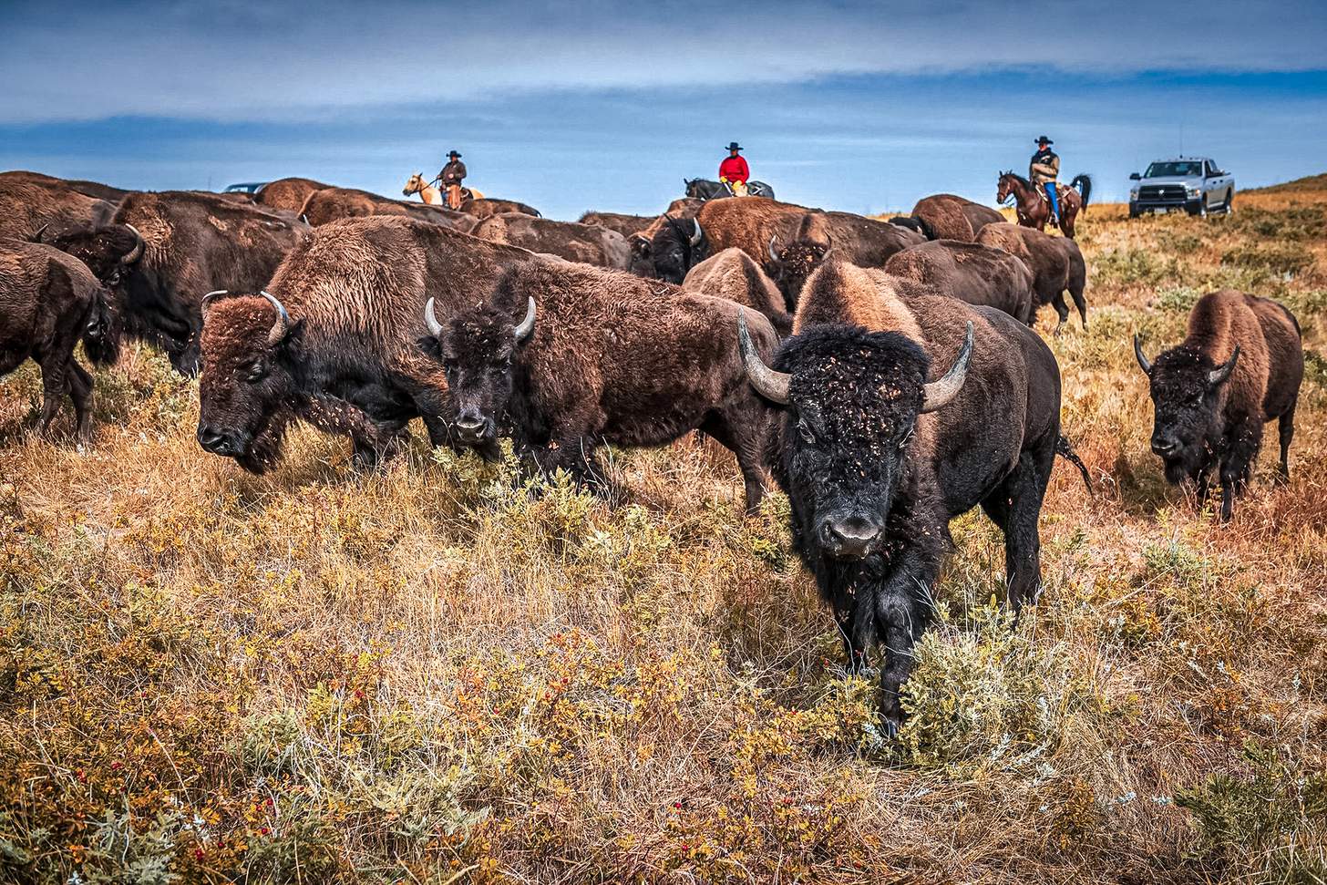 wranglers herding bison