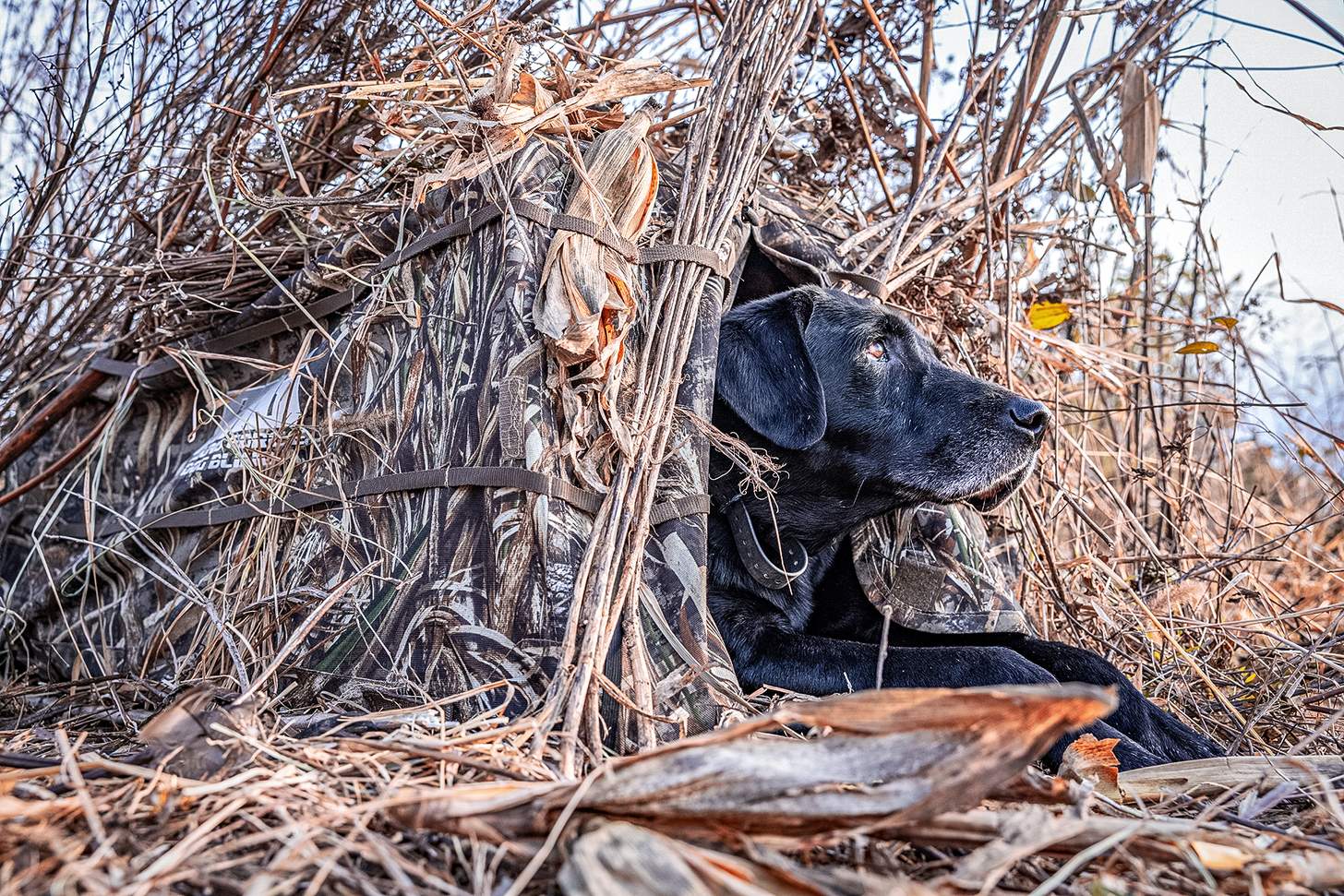 Black lab Axl ready and waiting in a duck blind