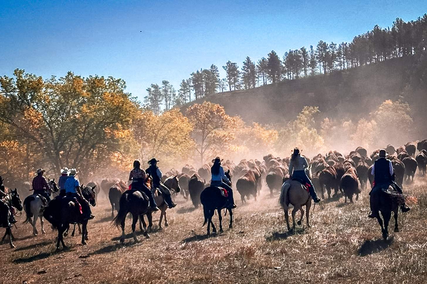 South Dakota Buffalo Roundup