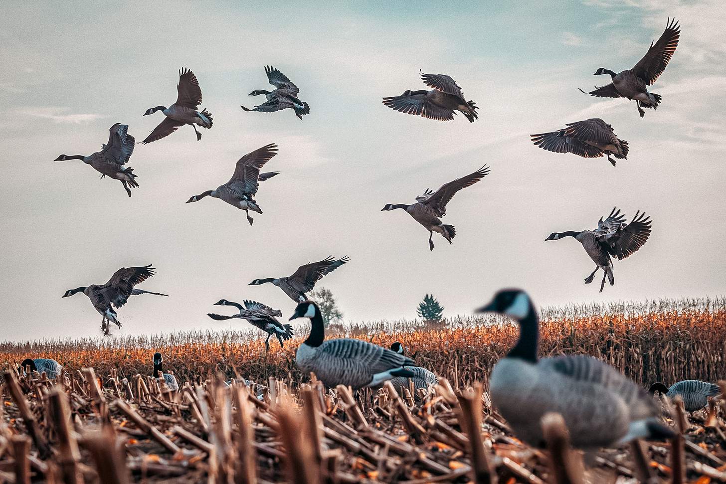 geese flying over cut corn and dekes