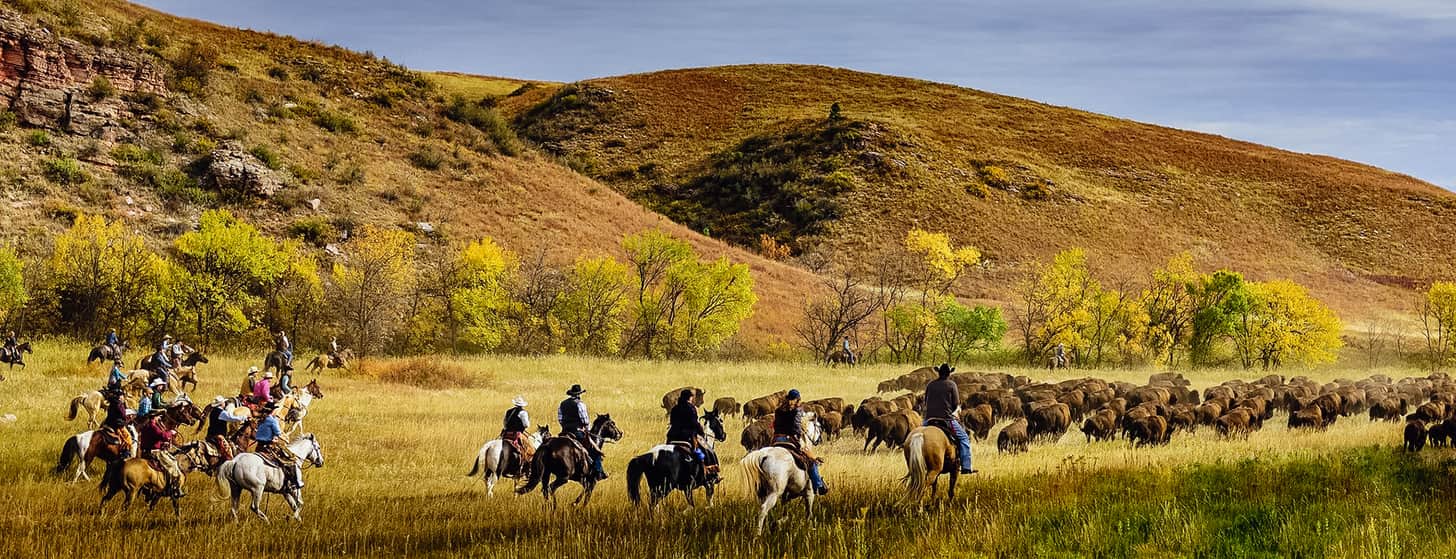 wranglers herding bison