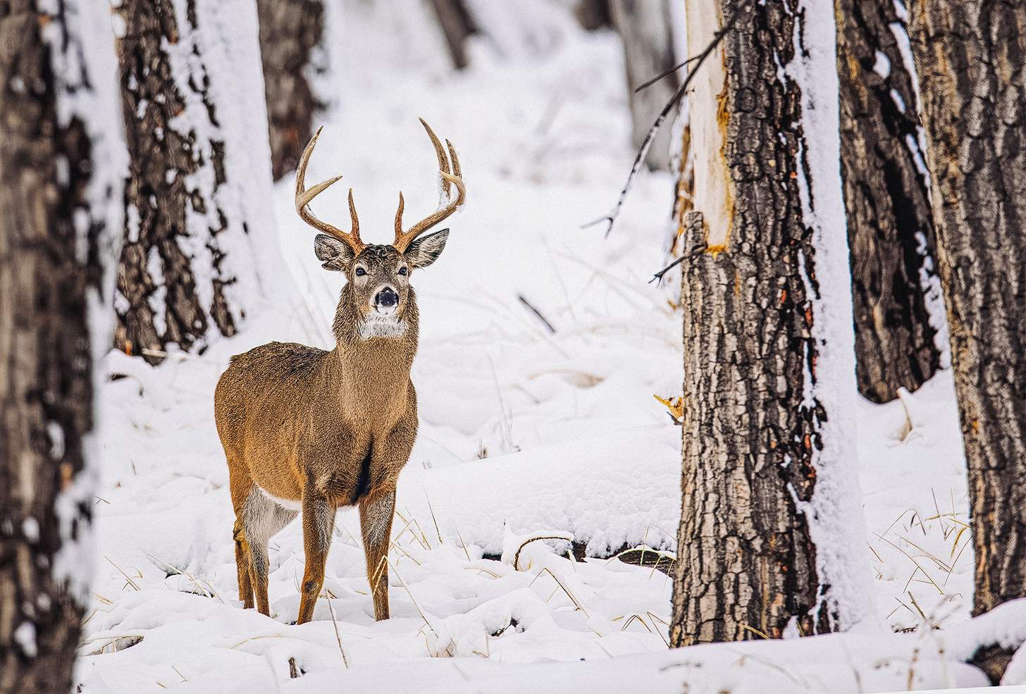a whitetail buck in rut in the snow