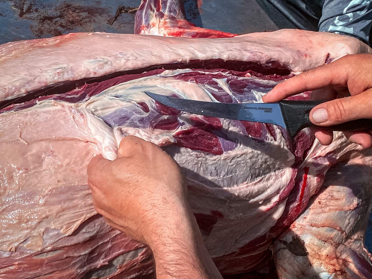 processing a black bear loin