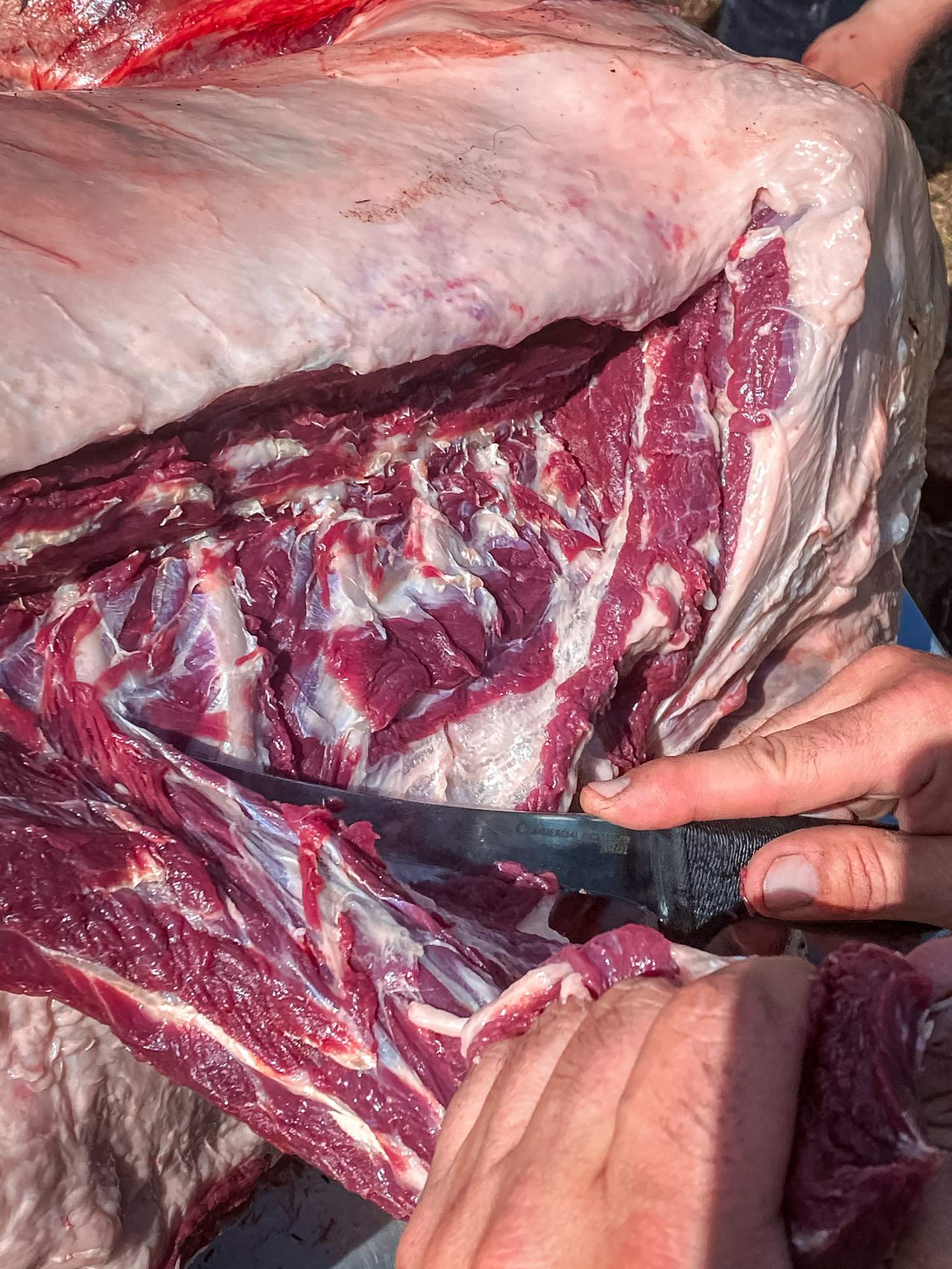 processing a black bear loin