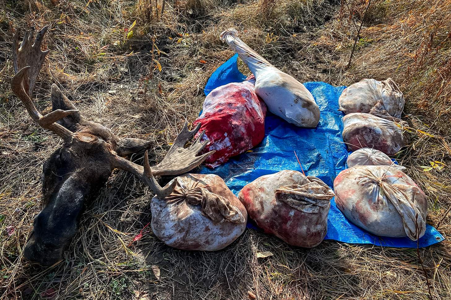 moose broken down in the field