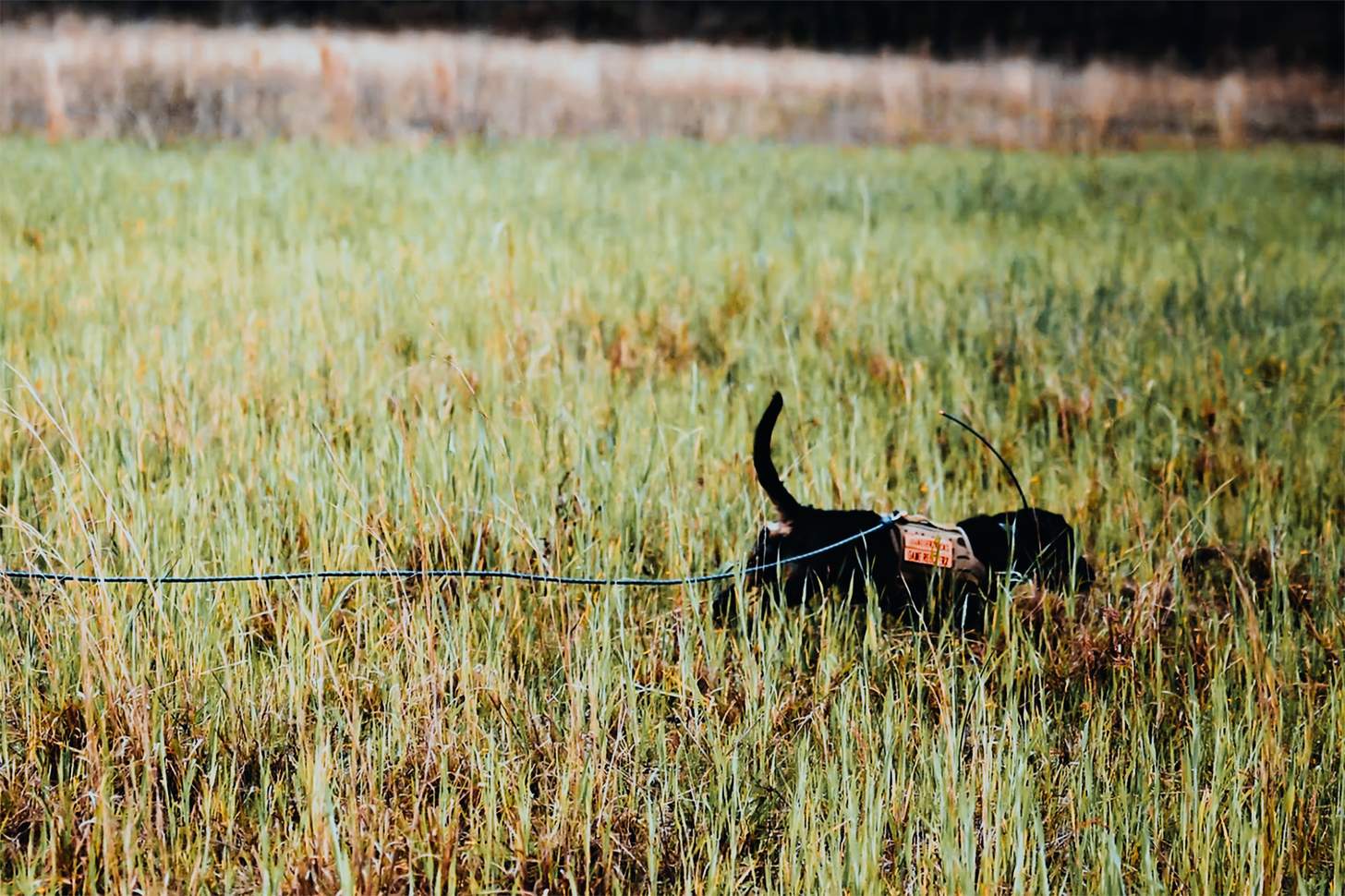 jaeger the deer tracking dog in a field on a lead