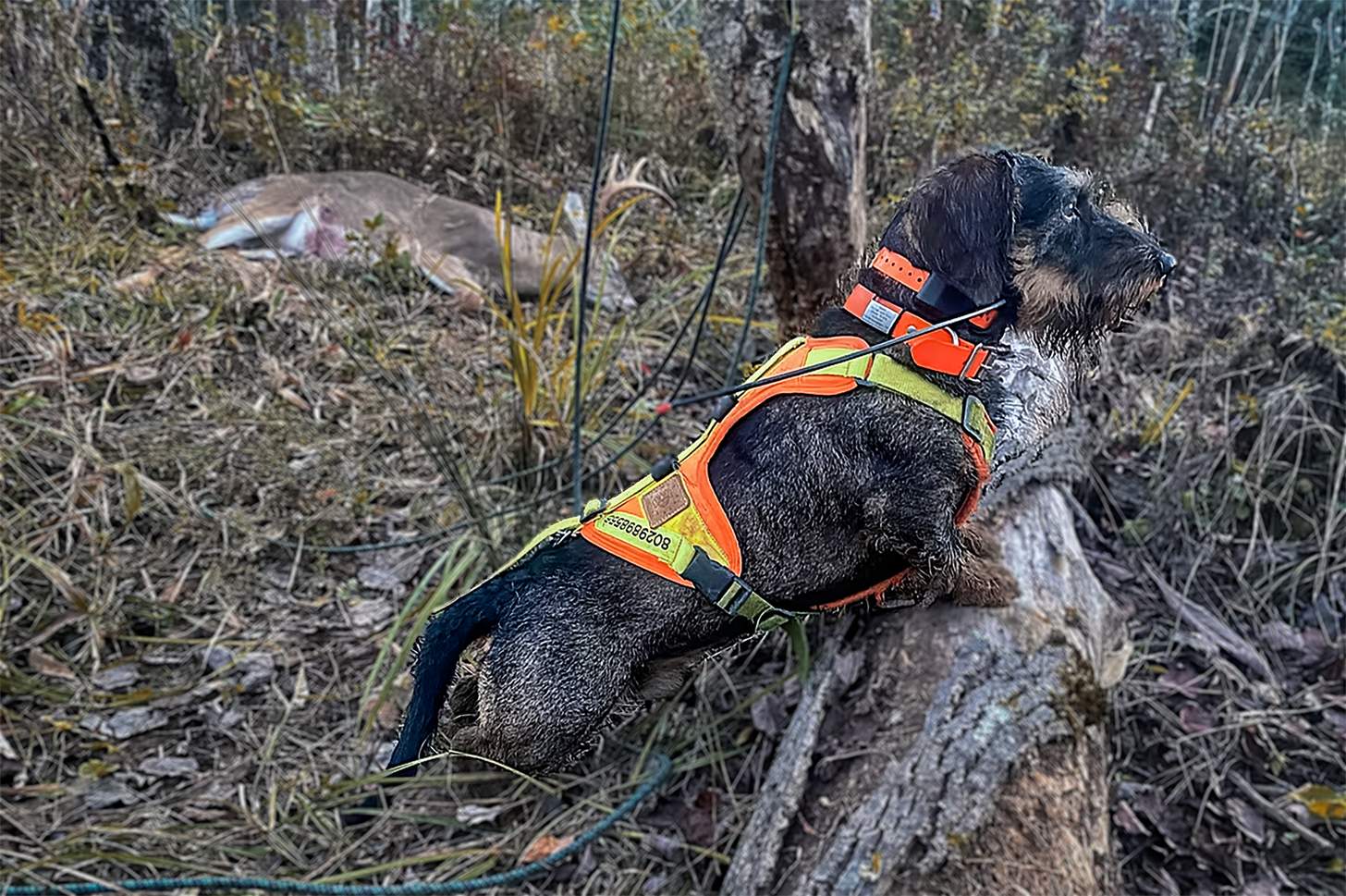 jaeger the deer tracking dog