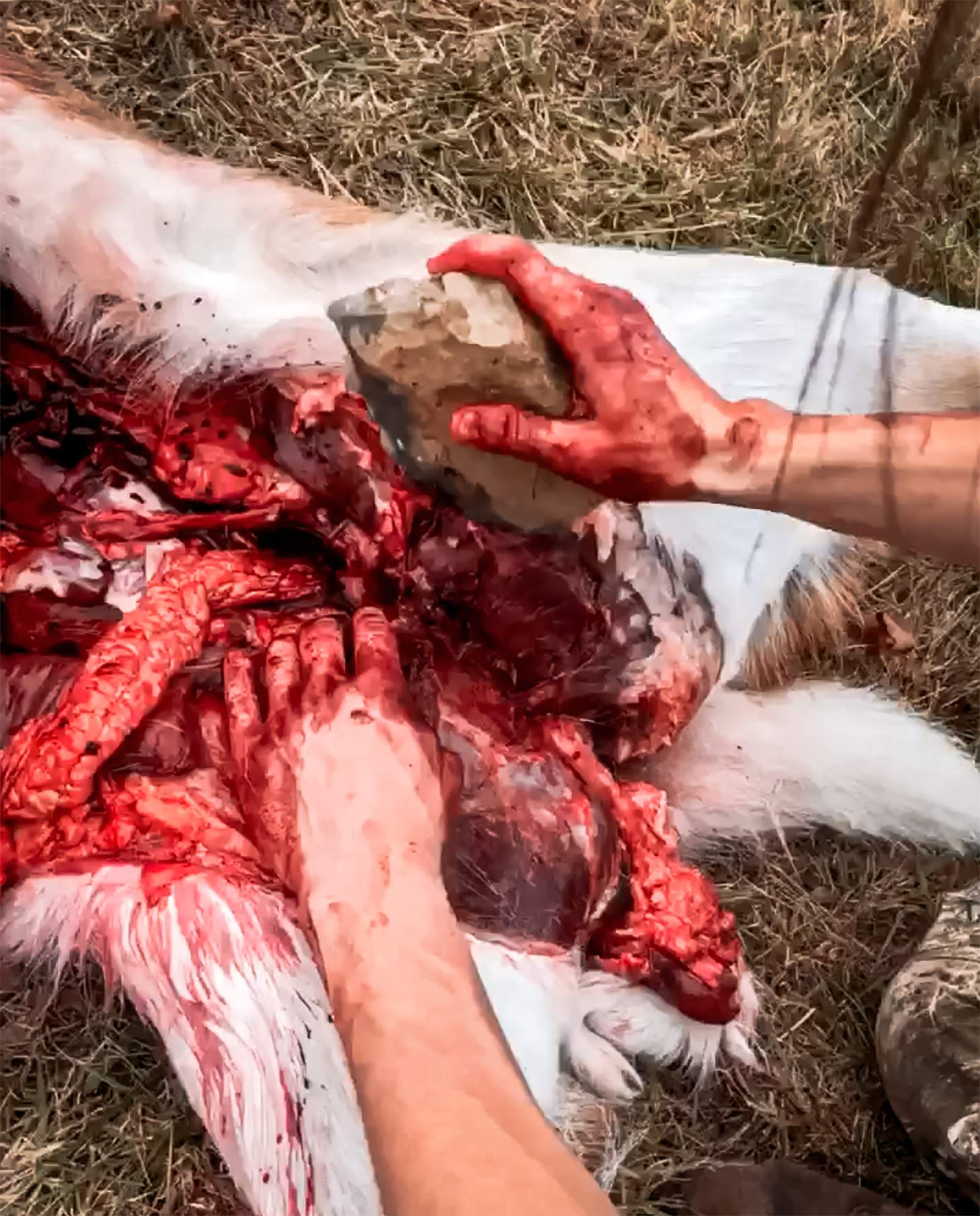 butchering a deer with a large stone blade