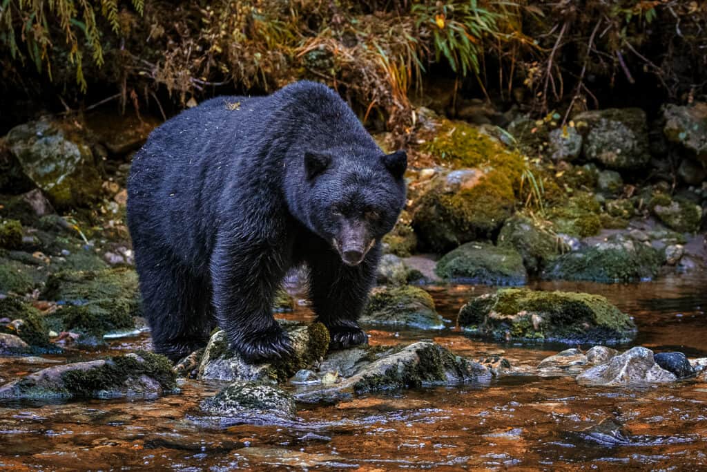 A black bear on a rock in a stream