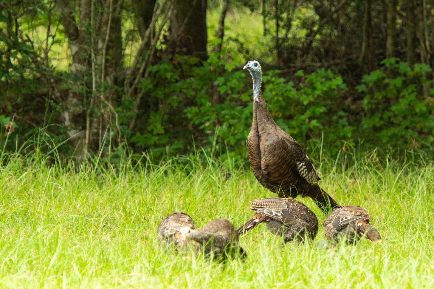 A wild turkey hen watches over her feeding poults.