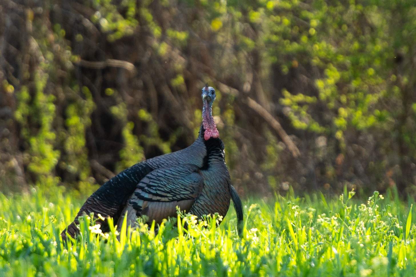 A longbeard stands in green grass.