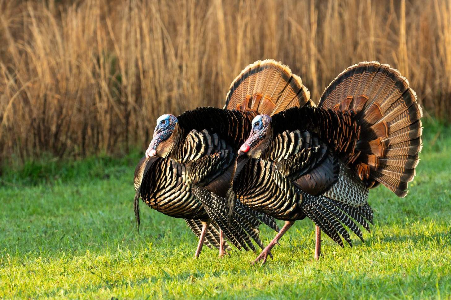 Turkeys for Tomorrow: A New Era of Wild Turkey Conservation