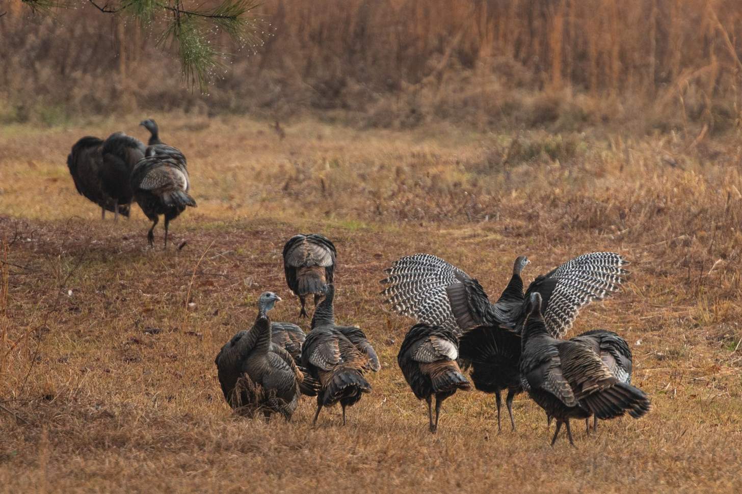 A flock of wild turkeys feed in a grassy area.
