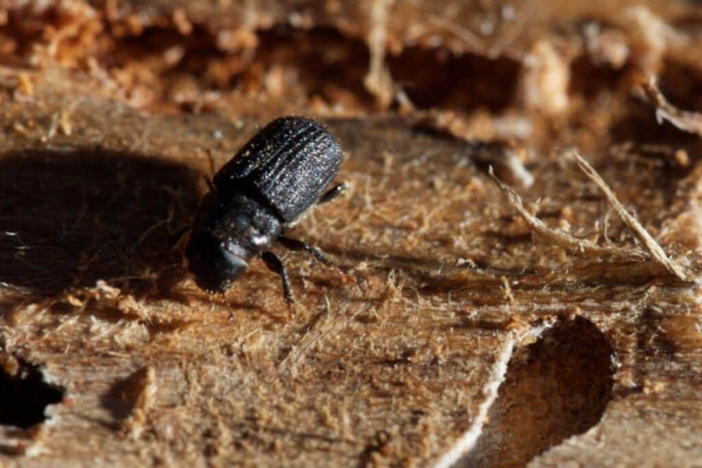 Pine beetle