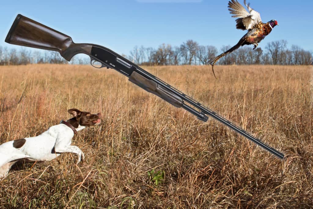 The CZ Field select shotgun with a pheasant and a gun dog