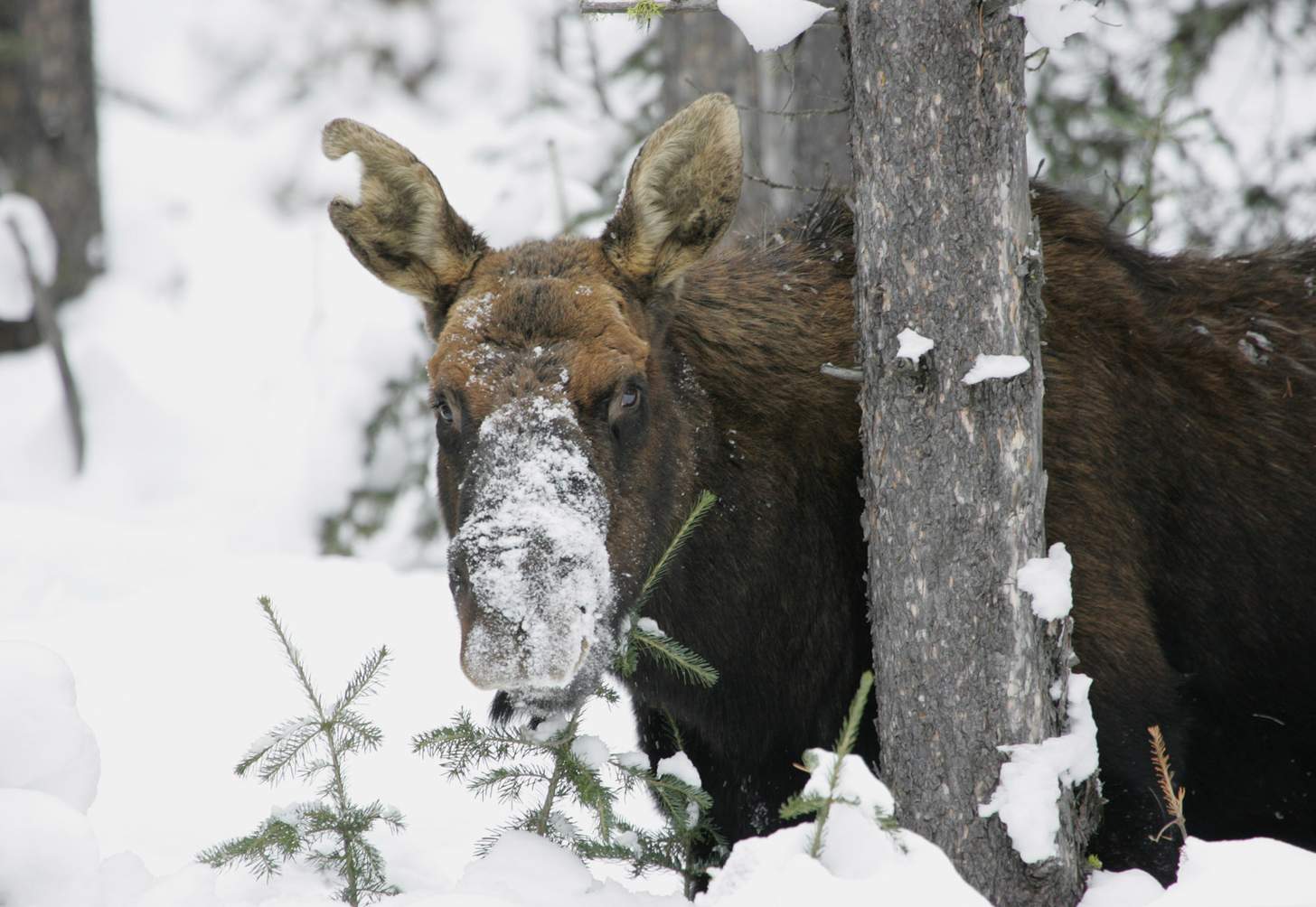 Canadian Man Fights Bull Moose With Shovel, Then Drops It with .22