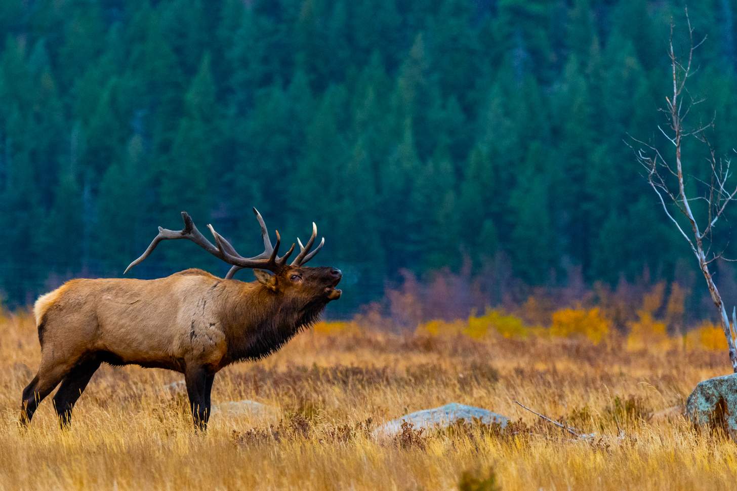 Colorado’s Pine Beetles Are Back: What Hunters Need to Know