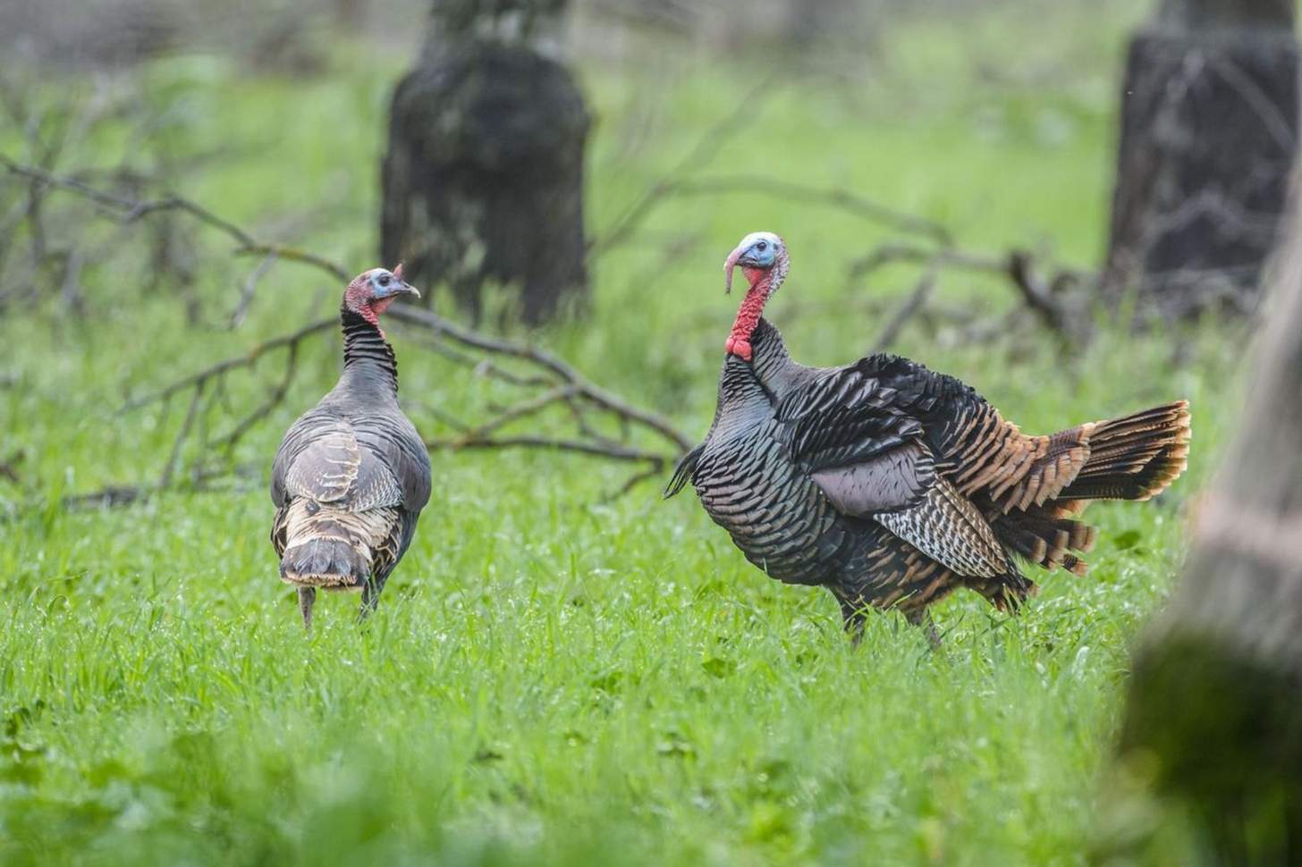 Hot New Turkey Hunting Gear From NWTF 2026