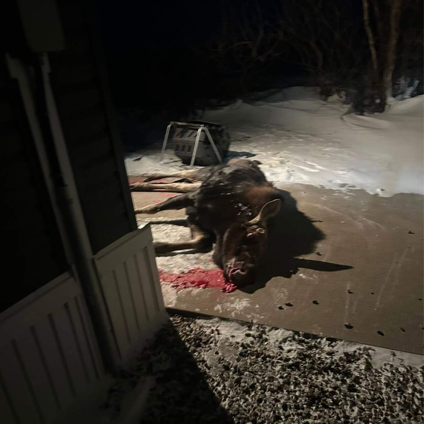 A bull moose lies in a driveway in a puddle of blood.