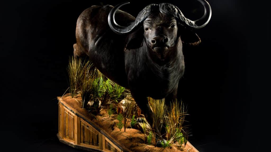 True to Life - Taxidermy