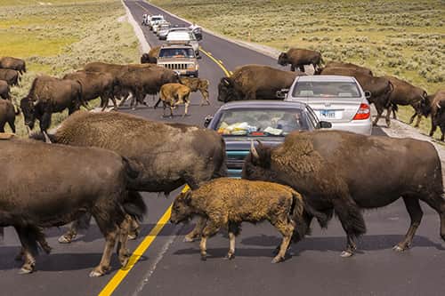 Yellowstone national park bison