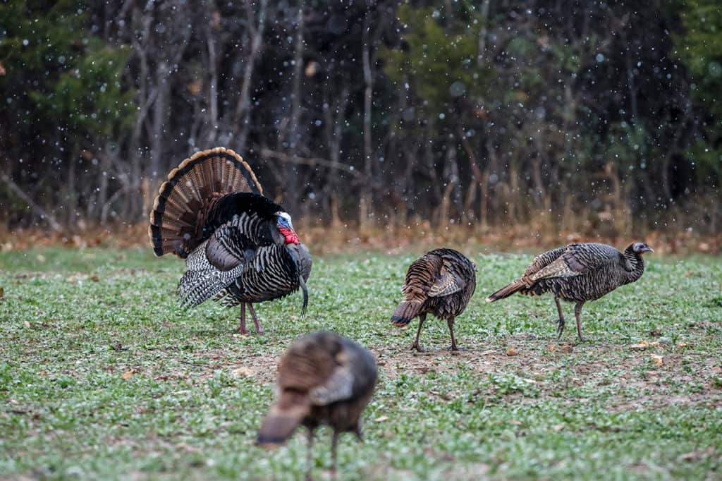 Calling All Turkeys 2