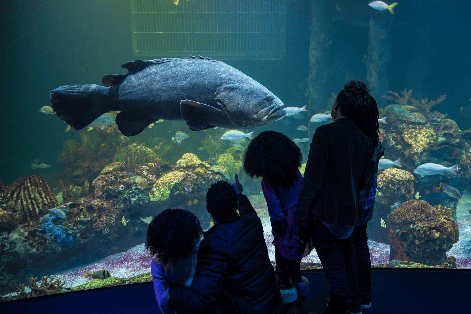 Biggest fish displayed in Wonders of Wildlife