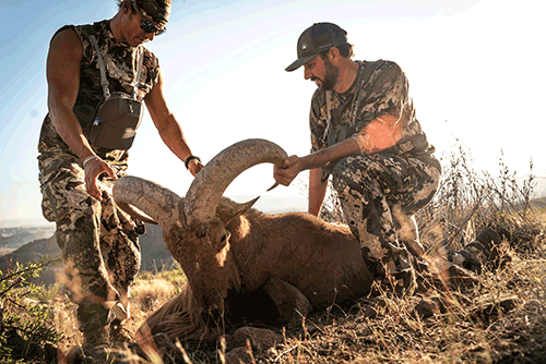 Free Range Aoudad Hunting