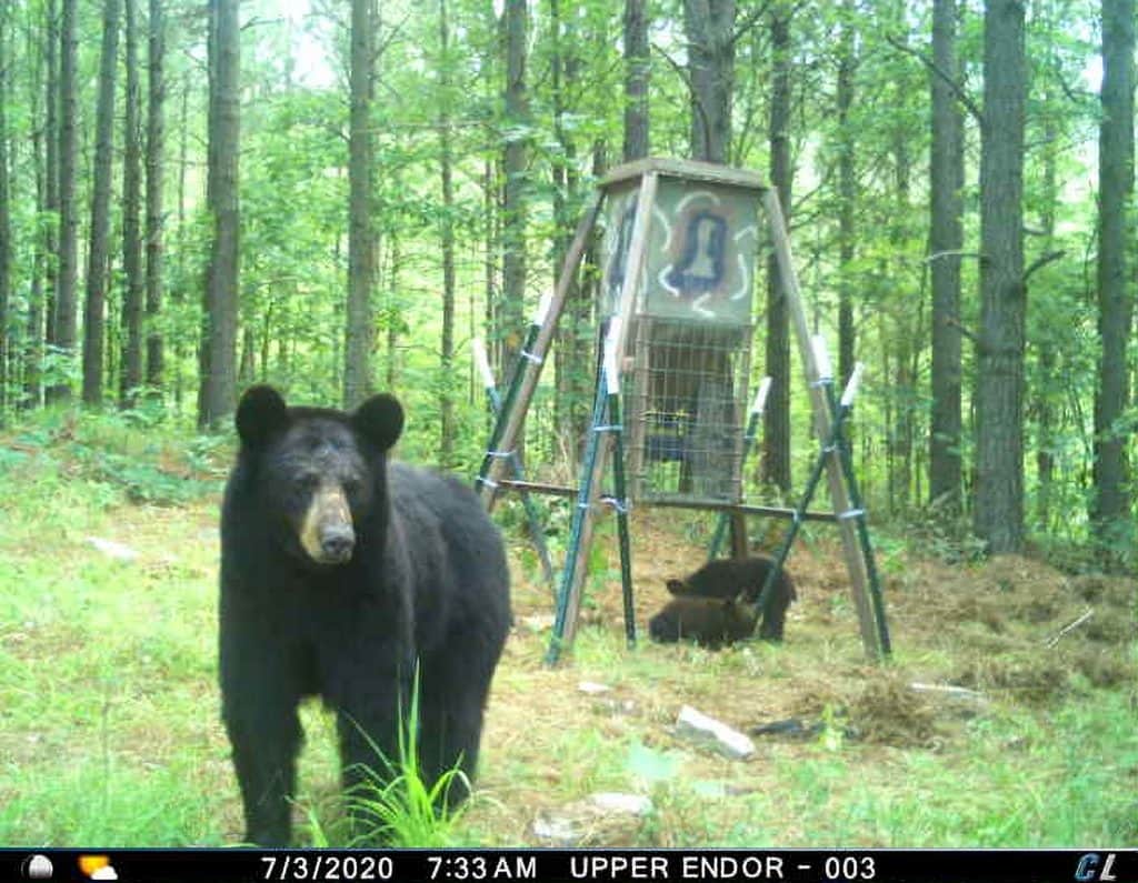 A Cellular Game Cam That Works