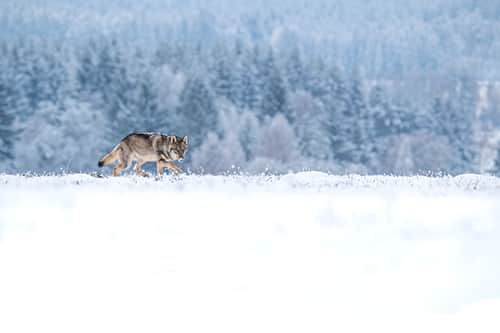 Wolf walking through snowWolves and Greater Yellowstone 